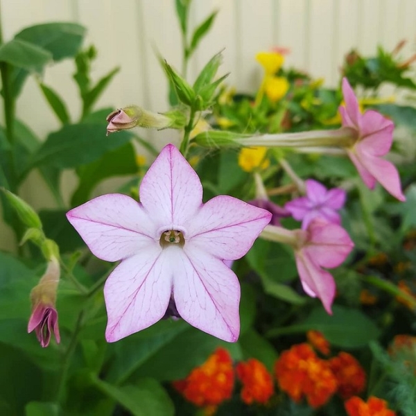 Цветы для балкона: 15 красивых растений, цветущих все лето