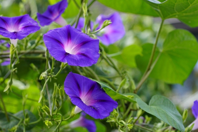 Цветы для балкона: 15 красивых растений, цветущих все лето