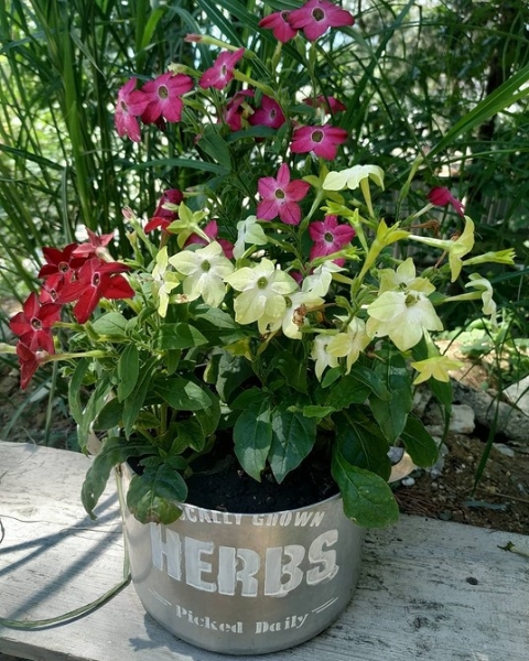 Цветы для балкона: 15 красивых растений, цветущих все лето