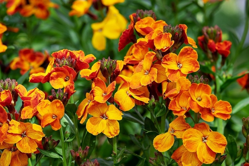 Цветы для балкона: 15 красивых растений, цветущих все лето