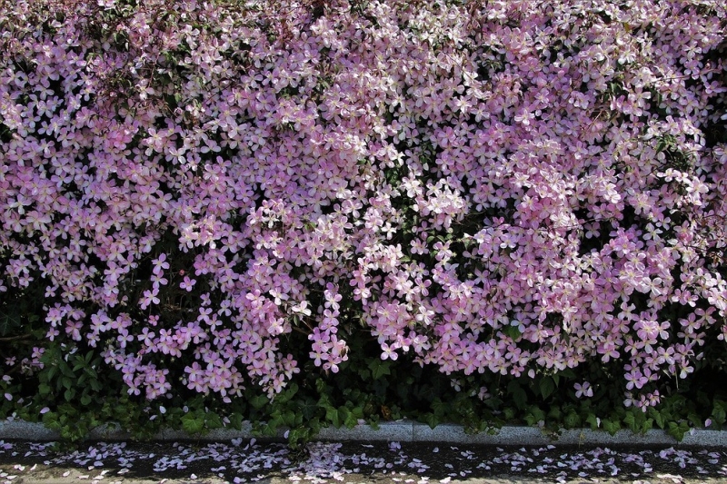 Цветы для балкона: 15 красивых растений, цветущих все лето