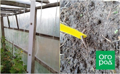 Мастер-класс от нашего читателя по подвязыванию огурцов в теплице