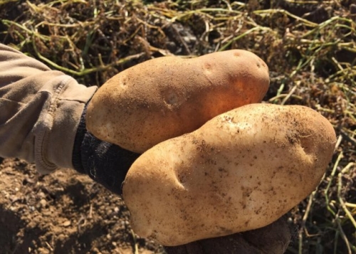 Подкормки картофеля: надо или нет?