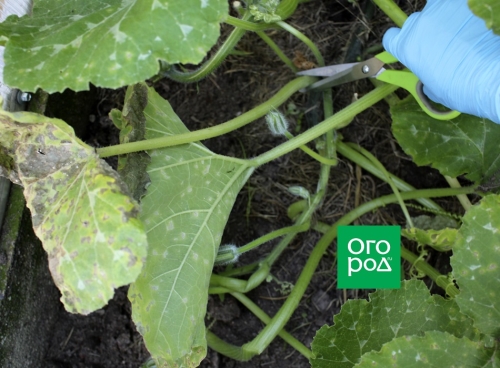 Нужно ли формировать тыкву