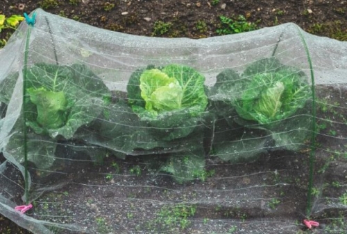 Гусеницы на капусте: 3 простых способа спасти урожай