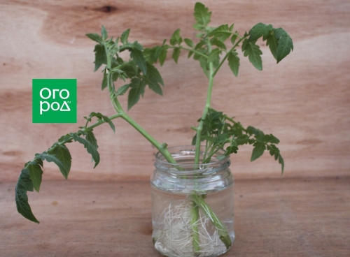 Сломали куст томатов – что делать?