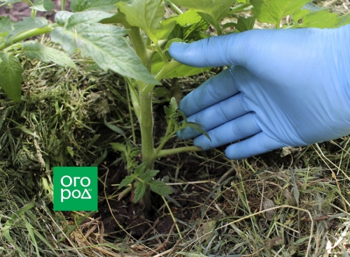 Сколько пасынков можно оставить на помидорах без потери урожая