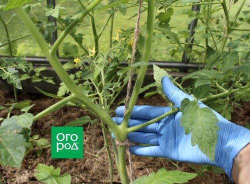 Сколько пасынков можно оставить на помидорах без потери урожая