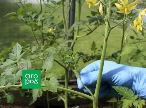 Сколько пасынков можно оставить на помидорах без потери урожая