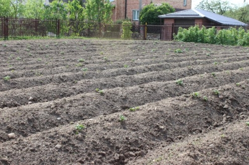 Как спасти картошку от жары и засухи – 5 простых приемов