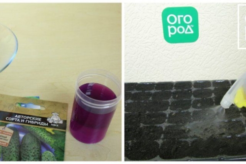 Как правильно поливать томаты в теплице и открытом грунте