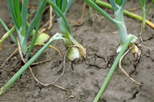 Лук сохнет и падает – в чем причина и как его спасти