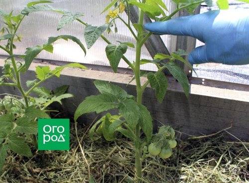 Сколько пасынков можно оставить на помидорах без потери урожая