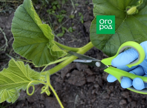 Нужно ли формировать тыкву