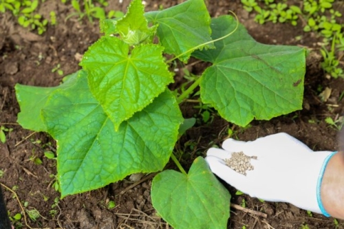 Завязи на огурцах не растут, сохнут, опадают – ищем и устраняем причину