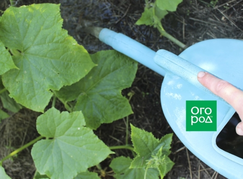 Почему листья огурца светлеют по краям