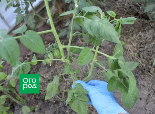 Сломали куст томатов – что делать?