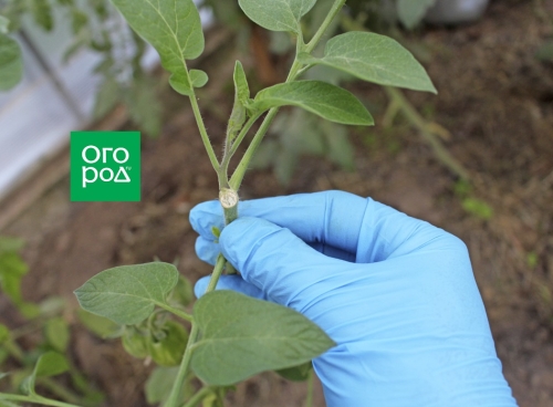 Сломали куст томатов – что делать?