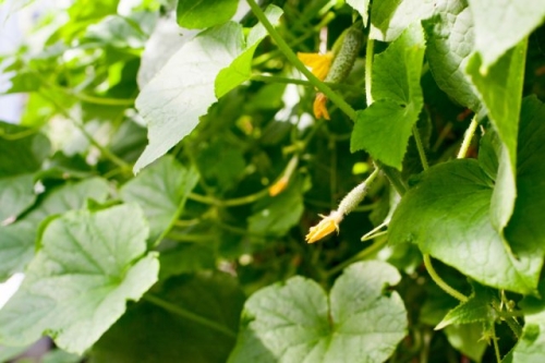Завязи на огурцах не растут, сохнут, опадают – ищем и устраняем причину