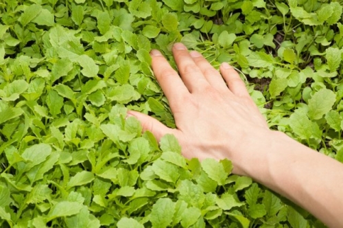 Как спасти картошку от жары и засухи – 5 простых приемов