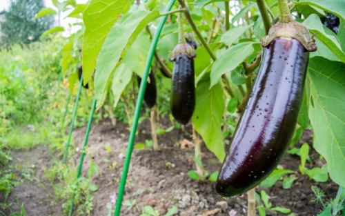 Какие грядки нужно накрывать в августе, чтобы сберечь урожай