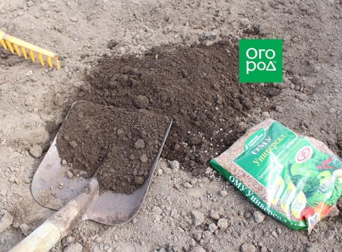 Как рассадить свеклу после прореживания