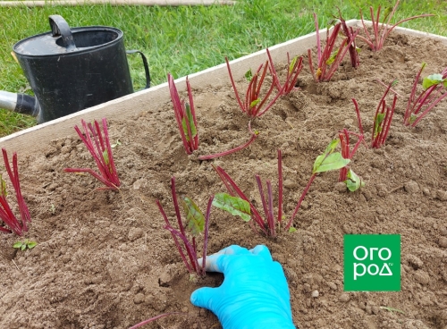 Как рассадить свеклу после прореживания