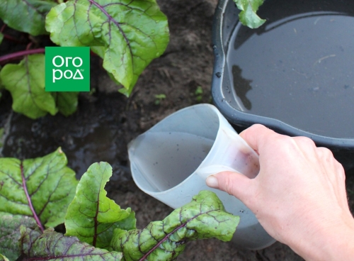 Как рассадить свеклу после прореживания