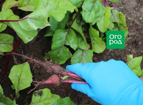 Как рассадить свеклу после прореживания