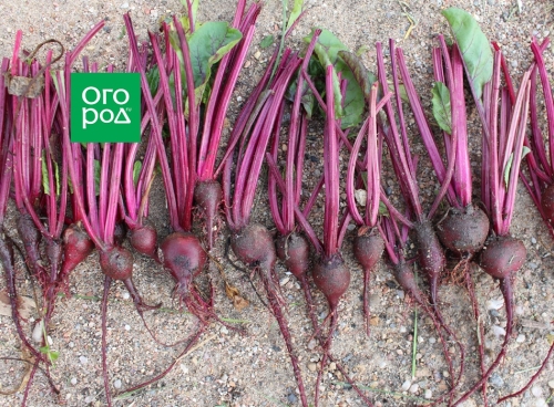 Как рассадить свеклу после прореживания