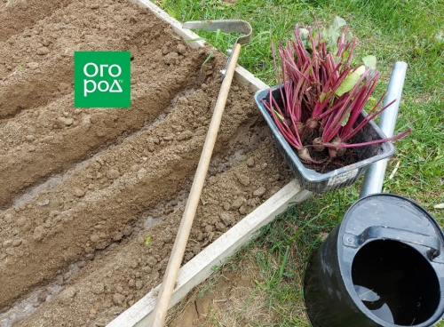 Как рассадить свеклу после прореживания