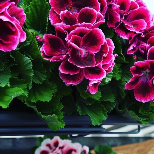 Королевская пеларгония: красивые сорта, правила выращивания и ухода, 32 фото