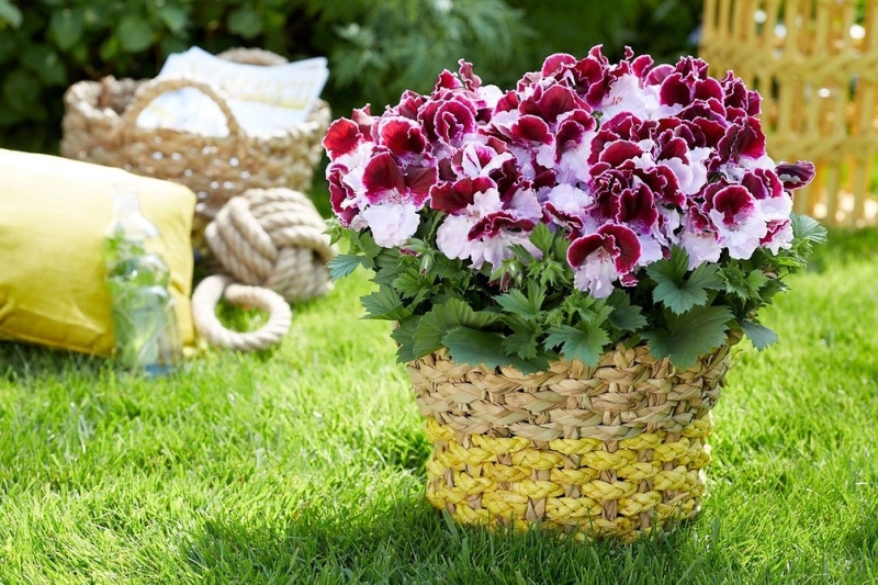 Королевская пеларгония: красивые сорта, правила выращивания и ухода, 32 фото