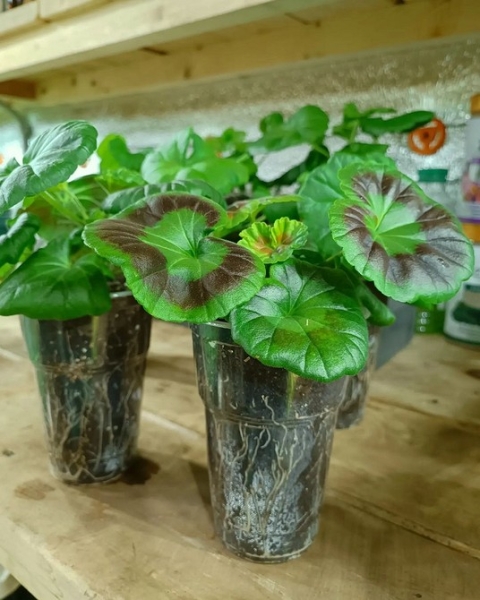 Королевская пеларгония: красивые сорта, правила выращивания и ухода, 32 фото