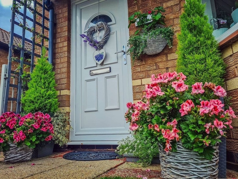 Королевская пеларгония: красивые сорта, правила выращивания и ухода, 32 фото