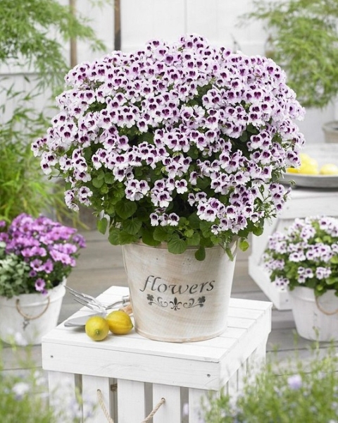 Королевская пеларгония: красивые сорта, правила выращивания и ухода, 32 фото