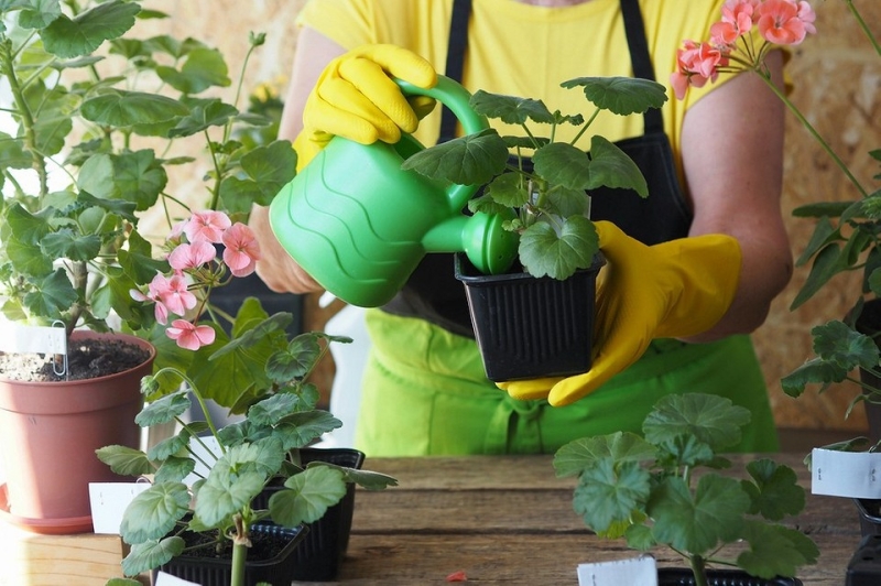 Королевская пеларгония: красивые сорта, правила выращивания и ухода, 32 фото