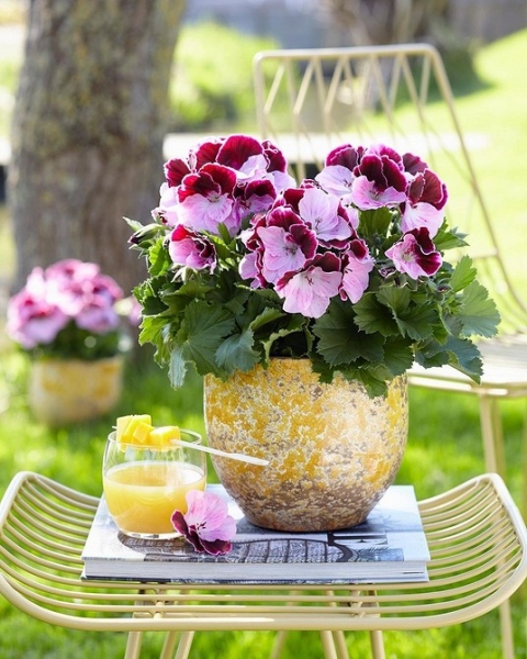 Королевская пеларгония: красивые сорта, правила выращивания и ухода, 32 фото