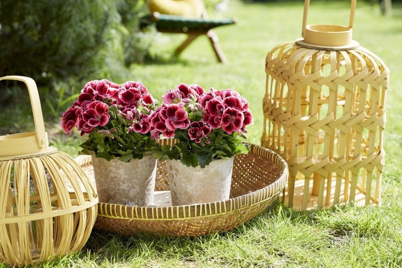 Королевская пеларгония: красивые сорта, правила выращивания и ухода, 32 фото