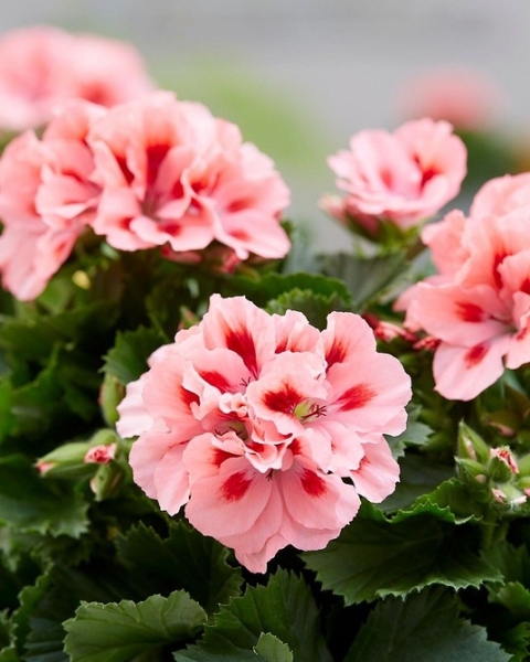 Королевская пеларгония: красивые сорта, правила выращивания и ухода, 32 фото