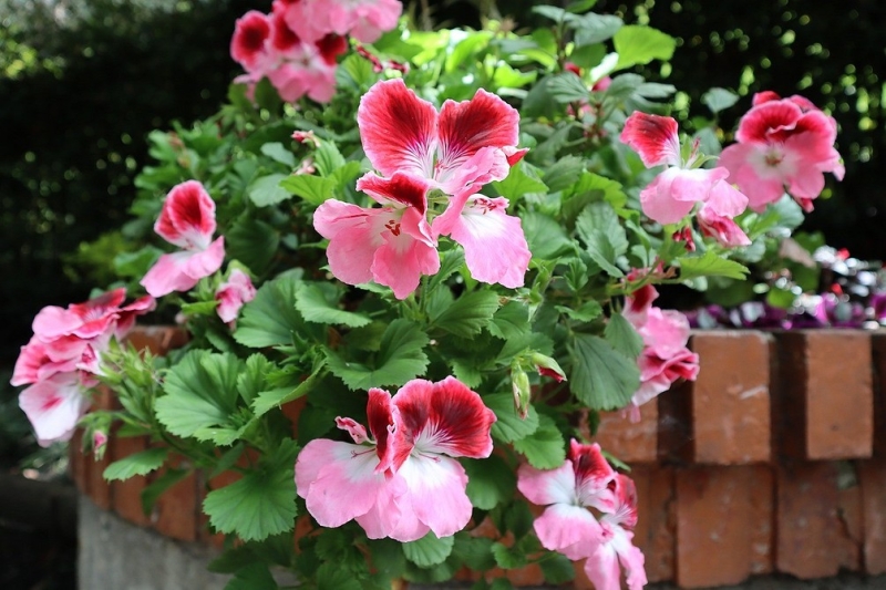 Королевская пеларгония: красивые сорта, правила выращивания и ухода, 32 фото