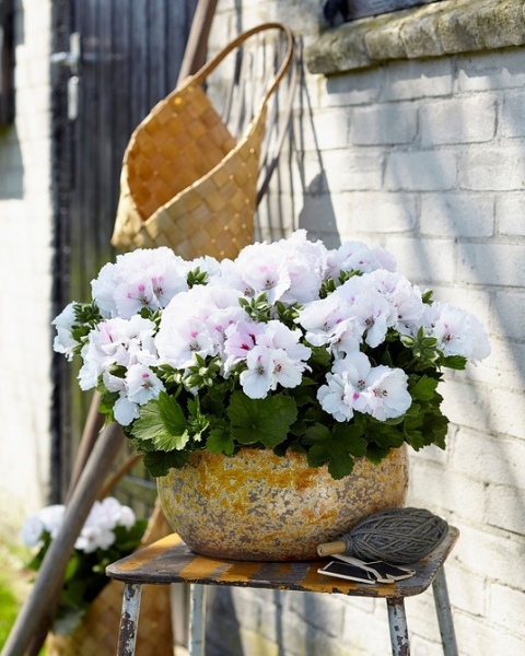 Королевская пеларгония: красивые сорта, правила выращивания и ухода, 32 фото