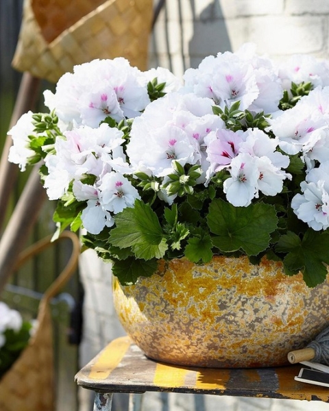 Королевская пеларгония: красивые сорта, правила выращивания и ухода, 32 фото