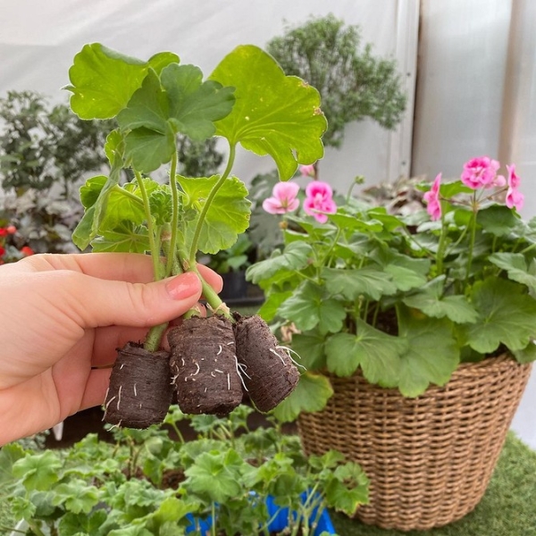 Королевская пеларгония: красивые сорта, правила выращивания и ухода, 32 фото