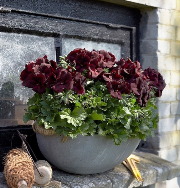 Королевская пеларгония: красивые сорта, правила выращивания и ухода, 32 фото