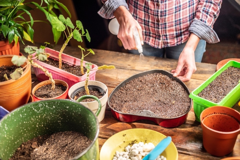 Королевская пеларгония: красивые сорта, правила выращивания и ухода, 32 фото