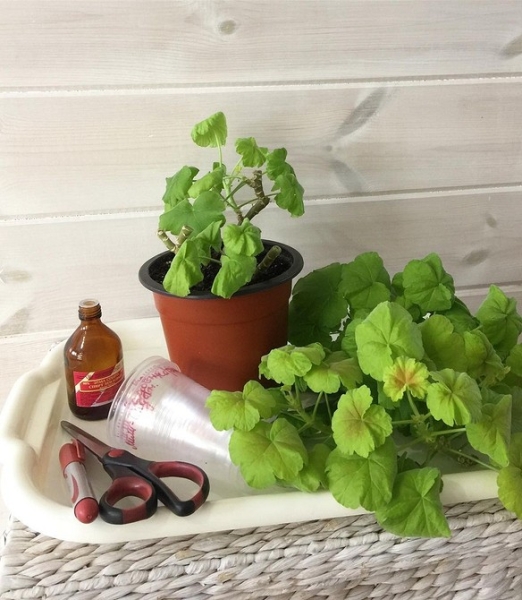 Королевская пеларгония: красивые сорта, правила выращивания и ухода, 32 фото