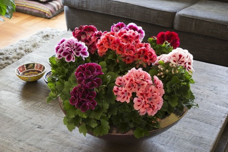 Королевская пеларгония: красивые сорта, правила выращивания и ухода, 32 фото