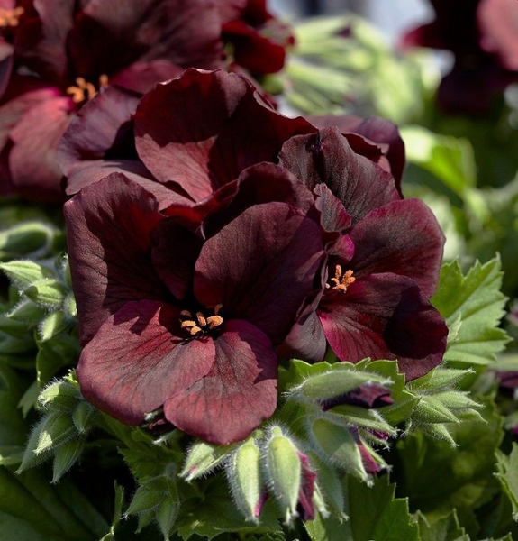 Королевская пеларгония: красивые сорта, правила выращивания и ухода, 32 фото