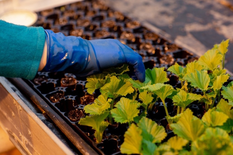 Королевская пеларгония: красивые сорта, правила выращивания и ухода, 32 фото